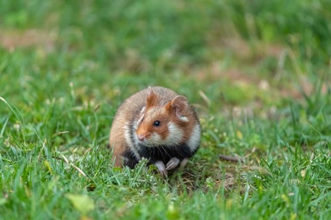 One European hamster (Cricetus cricetus), Eurasian hamster, black-bellied hamster or common