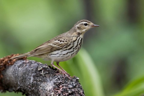 Olive-backed Pipit - Waldpieper - Anthus hodgsoni ssp. yunnanensis, Russia