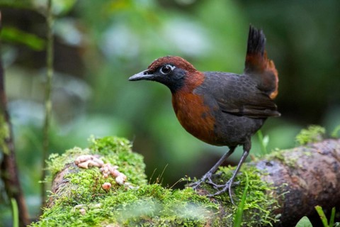 Rufous-breasted Antthrush (Formicarius rufipectus), Pichincha, Ecuador