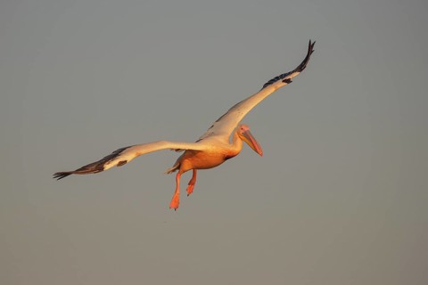 Great White Pelican (Pelecanus onocrotalus) flying, Danube-Delta, Romania