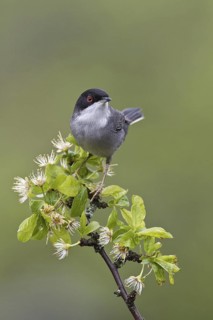 Sardinian Warbler (Sylvia melanocephala) male, Portugal
