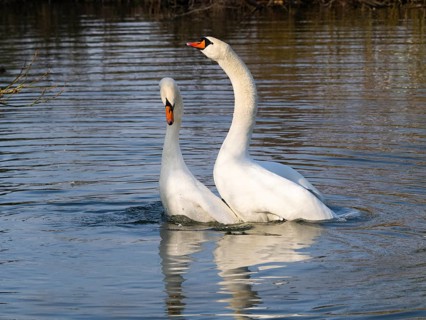 Mute Swans (Cygnus olor), a pair on a lake, carrying out their courtship display ritual after