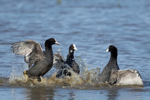 Eurasian coot (Fulica atra) three adult birds fighting on a lagoon, RSPB Minsmere nature reserve,
