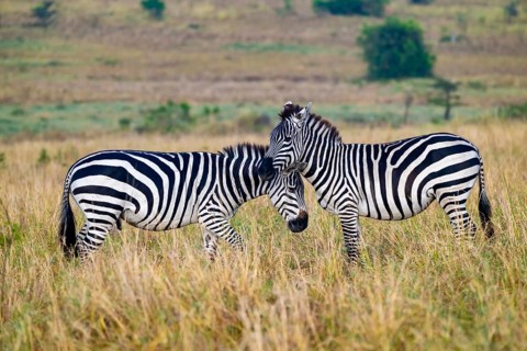 Two plains zebra (Equus quagga), cuddling, Serengeti National Park, Tanzania