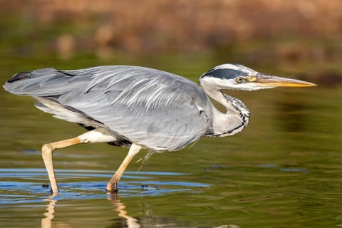 Grey Heron (Ardea cinerea) foraging, Andalusia, Spain