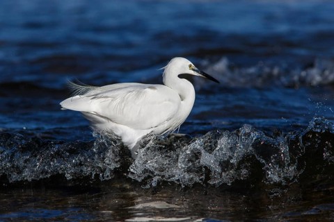 Little Egret (Egretta garzetta) fishing on sea, Asturias, Spain