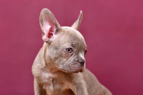 Portrait of lilac Brindle French Bulldog dog puppy with long nose in front of studio background