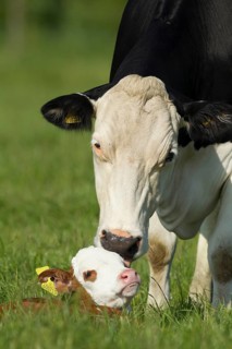 Domestic cow or cattle (Bos taurus) adult parent mother and a juvenile baby calf farm animal in a