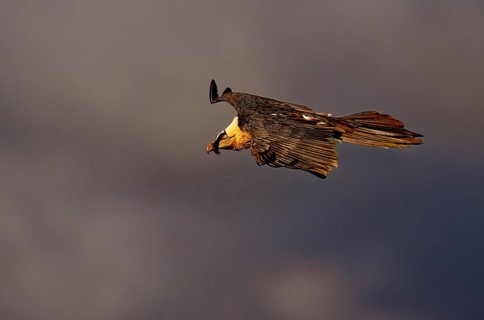 Old bearded vulture (Gypaetus barbatus) in flight, Catalonia, Pyrenees, Spain