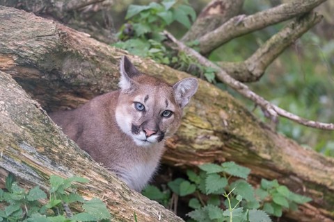 One young adult female cougar, Puma concolor, portrait between the branches of a fallen tree