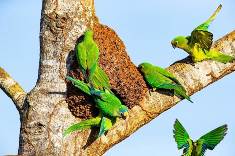 Peach-fronted conure (Aratinga aurea) Pantanal Brazil