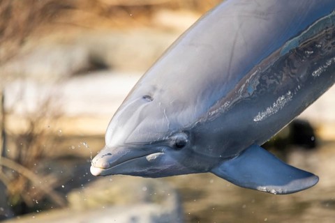 Common bottlenose dolphin (Tursiops truncatus) or Atlantic bottlenose dolphin playing in the water,