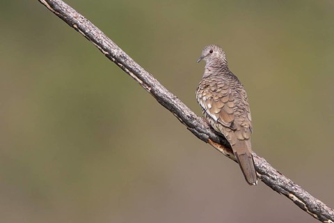 Scaled Dove (Columbina squammata) perched on a branch in the Atlantic rainforest of southeast