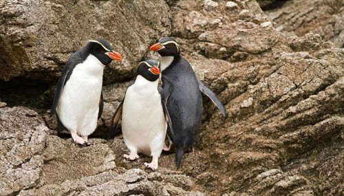 Snares Penguin (Eudyptes robustus), Snares Islands, New Zealand