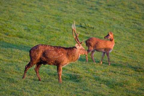 A Manchurian sika deer stag and a female (or Dybowski's sika deer, Cervus nippon mantchuricus or
