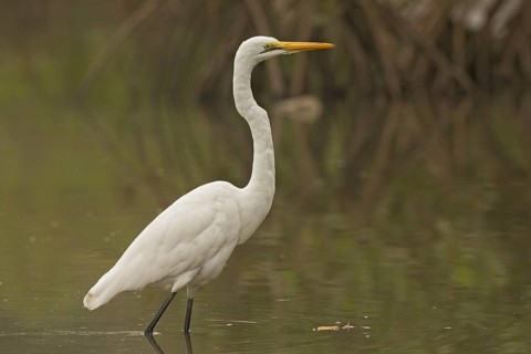 Great Egret (Ardea alba), Gambia
