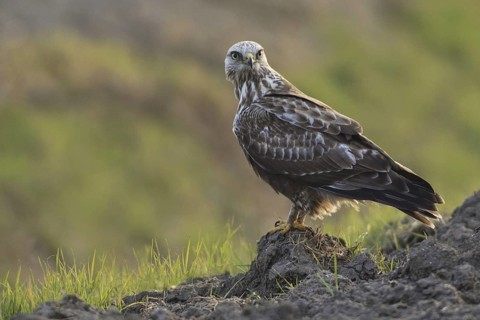 Rough-legged Buzzard (Buteo lagopus), Netherlands