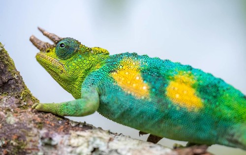 Three-horned chameleon (Trioceros jacksonii), male, on a branch, Bwindi Impenetrable Forest