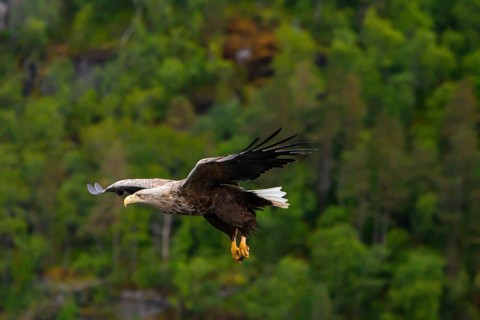 White-tailed eagle (Haliaeetus albicilla) fishing, Norway