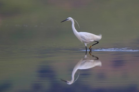 Little Egret (Egretta garzetta), Greece