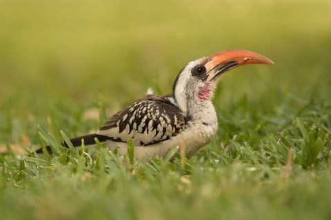Western Red-billed Hornbill (Tockus kempi), Gambia
