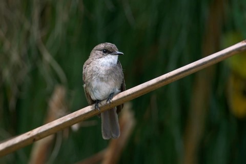 Swamp Flycatcher (Muscicapa aquatica), Uganda