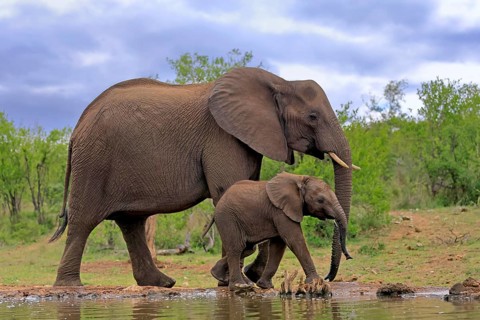 African elephant (Loxodonta africana), juvenile, mother, adult, female, mother with juvenile, at