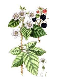 Rubus fruticosus, blackberry, digital reproduction of a historical original, between 1790 and 1810