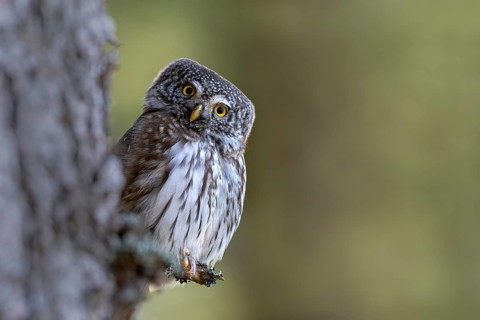 Pygmy Owl (Glaucicium passerinum), sitting on the branch of a tree, Pirchner Ast, Schwaz, Tyrol,