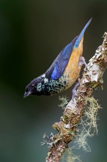Spangled-cheeked Tanager (Tangara dowii) perched on a branch in Costa Rica