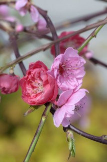 Hanging ornamental peach (Prunus persica 'Melred Weeping'), BayWa, Wittichenau, Saxony, Germany