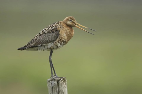 Black-tailed Godwit (Limosa limosa) calling, Iceland