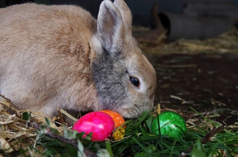 Domestic rabbit (Oryctolagus cuniculus), Easter, Easter bunny, A cute rabbit sits between colourful