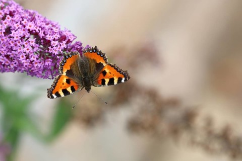 Small tortoiseshell (Aglais urticae), on summer lilac or butterfly-bush (Buddleja davidii), Wilden,
