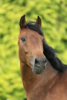 Westphalian Warmblood, Westphalian