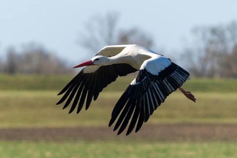 A stork flies majestically over a green meadow under a blue sky, white stork (Ciconia ciconia),