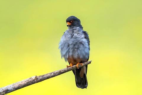 Red-footed Falcon (Falco vespertinus) adult male perched on a branch, Subotica, Serbia