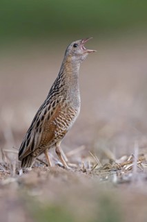 Corn Crake (Crex crex) calling, Saxony-Anhalt, Germany