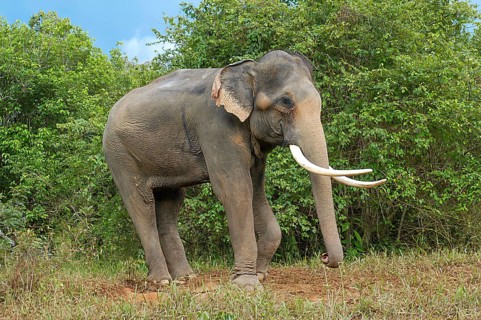 Asian elephant (Elephas maximus) with long ivory tusks, Thailand
