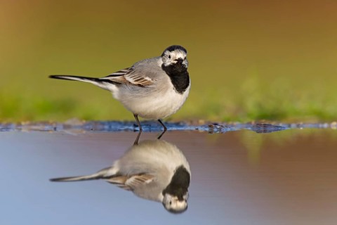 White wagtail, (Motacilla alba), animals, bird, songbird, family of wagtails and pipits, biotope,