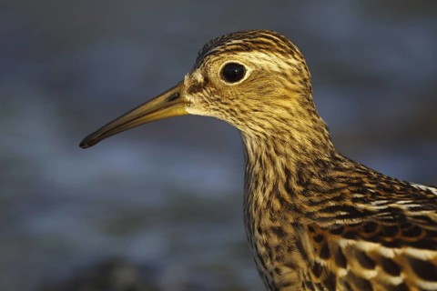 Pectoral Sandpiper (Calidris melanotos), Asturias, Spain