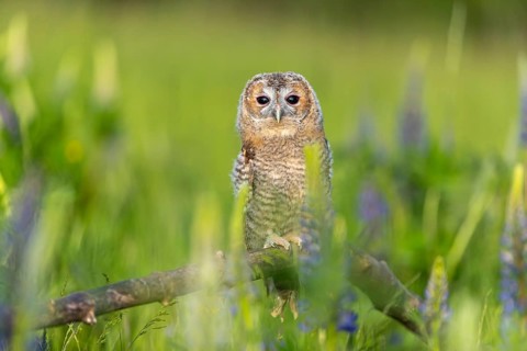 One young Ural owl (Strix uralensis) sitting on a branch lying in a field of flowering lupines in