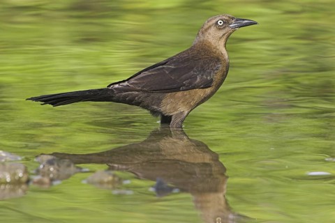 Common Grackle (Quiscalus quiscula), Costa Rica