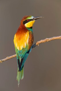Bienenfresser, European Bee-eater, Bee-Eater, European Bee Eater, Merops apiaster, Guêpier