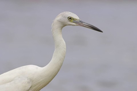 Little Blue Heron (Egretta caerulea), Costa Rica