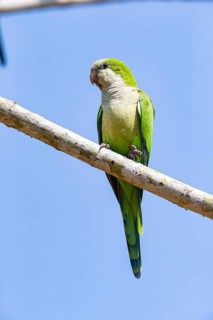 Monk parakeet (Myiopsitta monachus) Pantanal Brazil