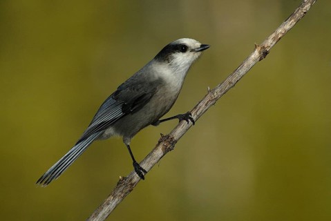 Grey Jay (Perisoreus canadensis), Alberta, Canada