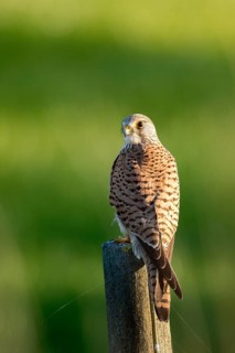 Common Kestrel (Falco tinnunculus) female perched on a post, Andalusia, Spain