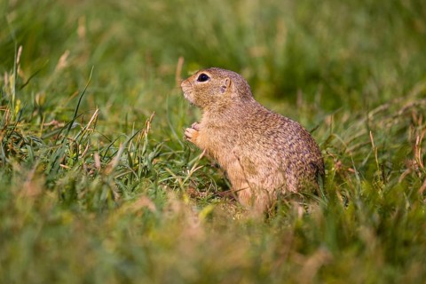 A European ground squirrel (Spermophilus citellus) or European souslik sits in green gras, looking