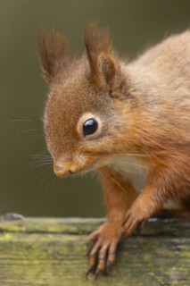 Red squirrel (Sciurus vulgaris) adult animal on a garden fence, Yorkshire, England, United Kingdom